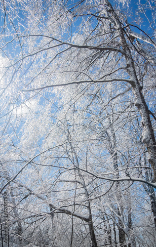 Frost on trees in a Beautiful landscape with Ice
