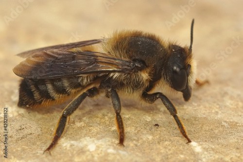 Closeup of a female leafcutterbee from Gard , France , Megachile pyrenaica © Henk