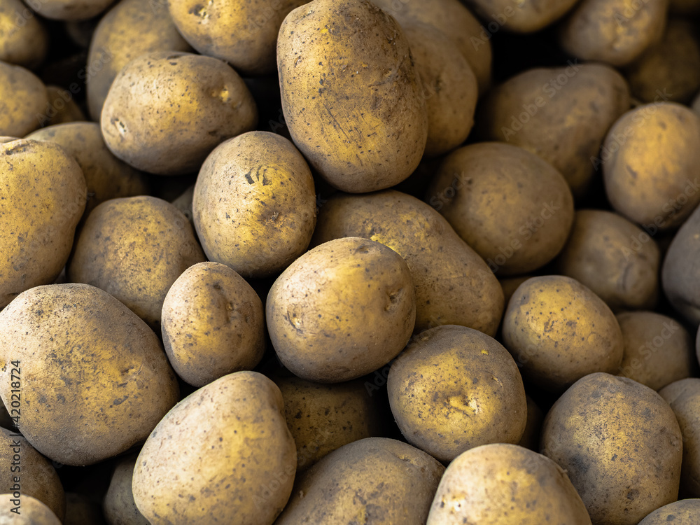 Pile, heap of many dirty unwashed yellow potatoes lie on top of each other in a store, supermarket Pile, heap of many dirty unwashed yellow potatoes lie on top of each other in a store, supermarket