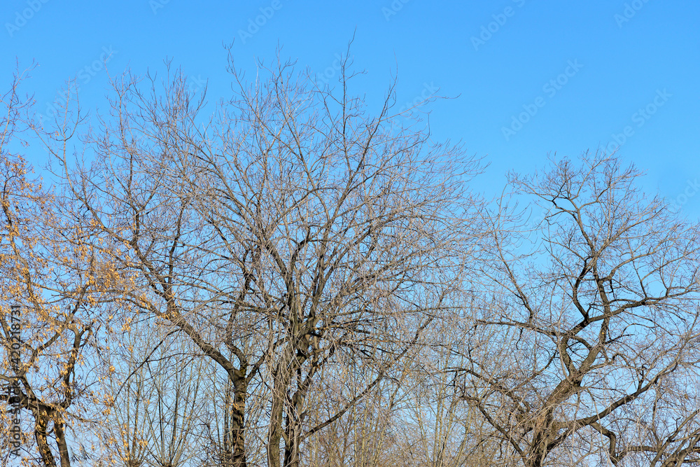 Leafless tree branches against a winter blue sky Leafless tree branches against a winter blue sky