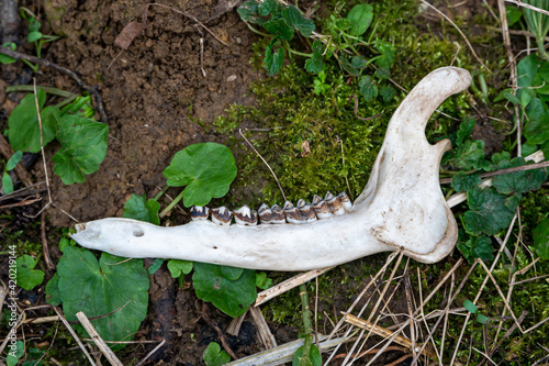 Muntjac deer lower jaw bone with teeth photo