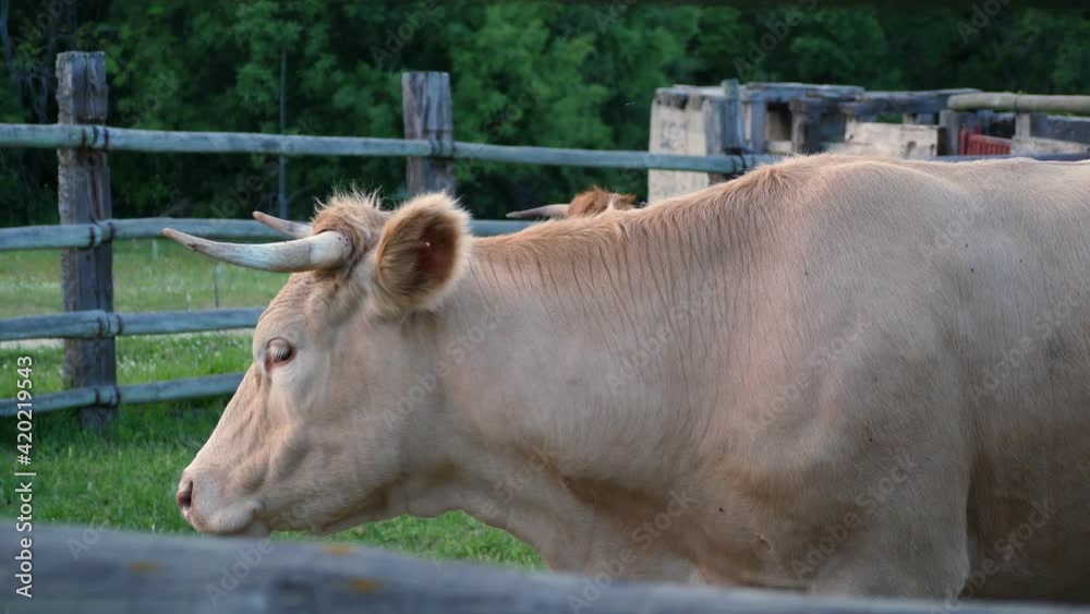 Group of Limousin meat cows in locked enclosure waiting for vet. (60fps). Group of Limousin meat cows in locked enclosure waiting for vet. (60fps).
