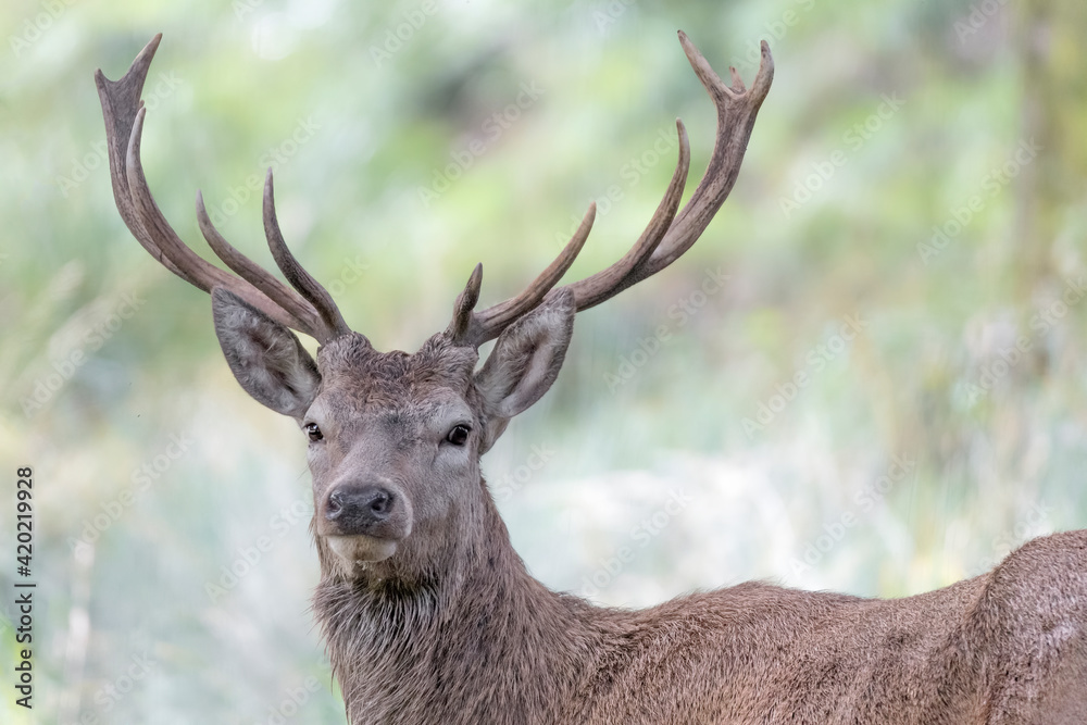 Wonderful portrait of Red deer male in the wild (Cervus elaphus)