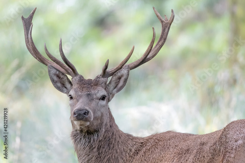 Wonderful portrait of Red deer male in the wild (Cervus elaphus) © manuel