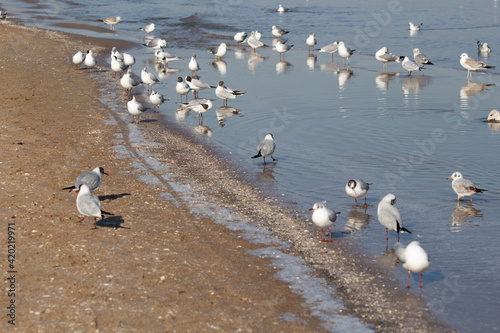 seagulls on the beach on the baltic sea