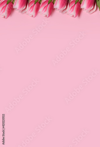 Pink tulips on a pink background. Flat lay, top view. Love, International Women day,8 March, Happy Easter, Mother day and Happy Valentine day concept. Copy space for text.Vertical photography © syhin_stas