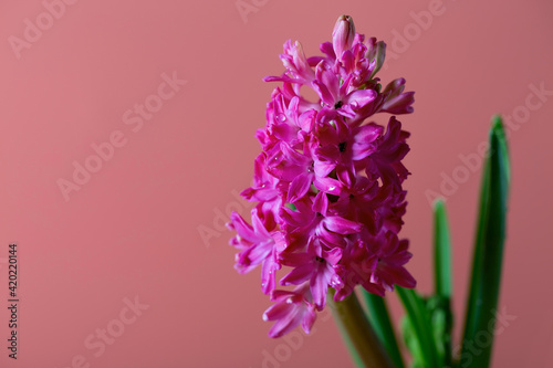Fototapeta Naklejka Na Ścianę i Meble -  Bright pink blooming hyacinth on a simple pinkish background. Flower head close-up. Copy space