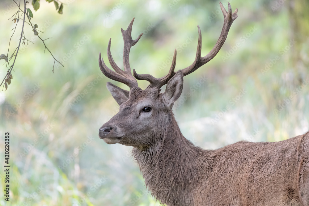 Red deer male in the woodland, fine art portrait (Cervus elaphus) Red deer male in the woodland, fine art portrait (Cervus elaphus)