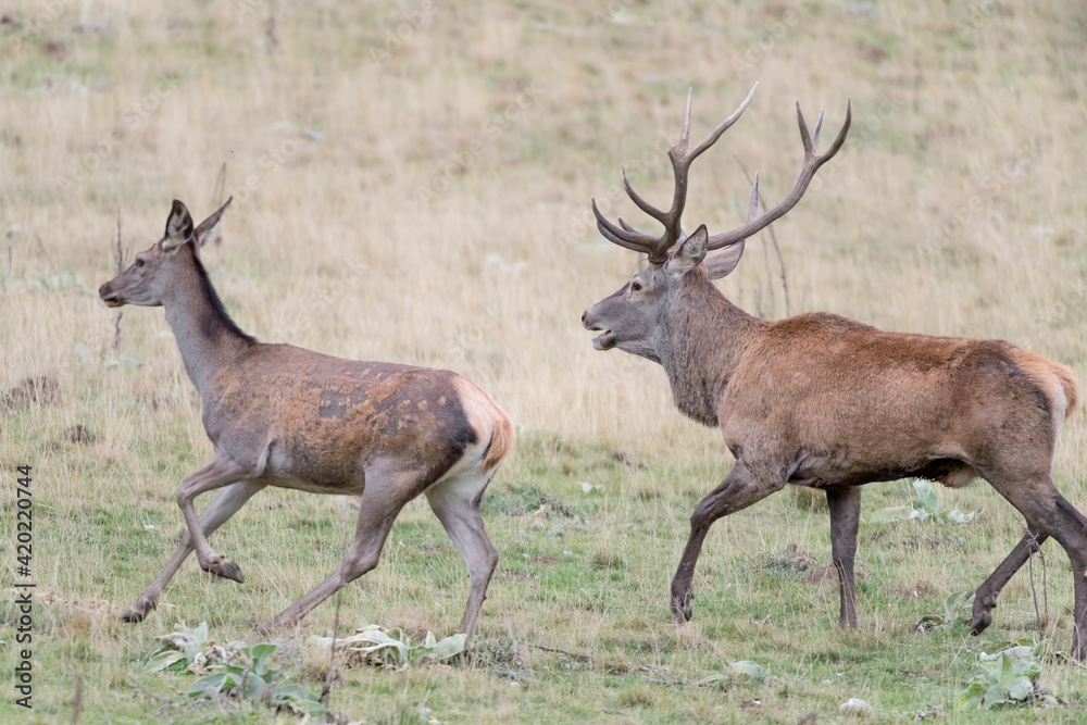 Red deer male follows female in rutting season (Cervus elaphus) Red deer male follows female in rutting season (Cervus elaphus)