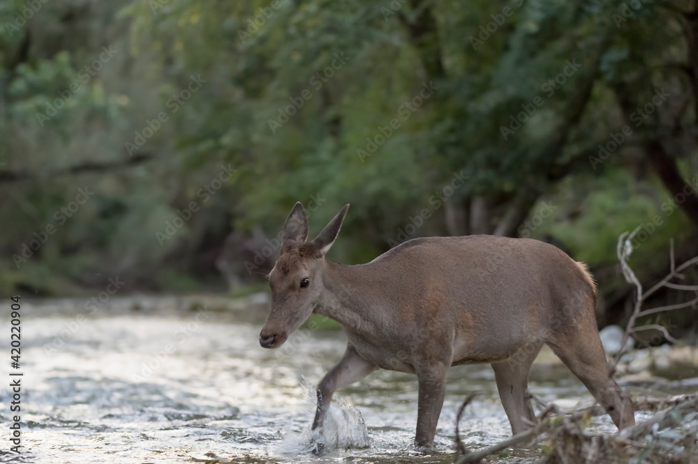 Fototapeta premium Isolated deer female cross the river at dawn (Cervus elaphus)