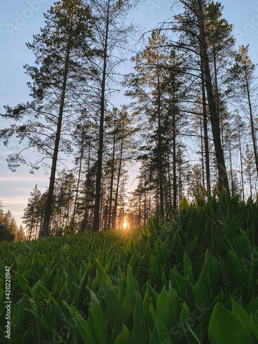 sunrise in the forest