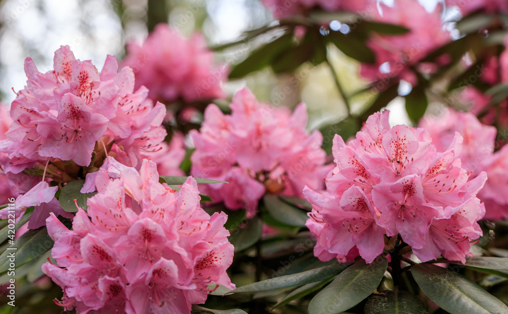 PInk rhododendron macro, close up, lush bloom in the nursery of rhododenrons. PInk rhododendron macro, close up, lush bloom in the nursery of rhododenrons.