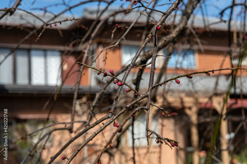 近所のお宮さんの枝垂れ紅梅 © KIYOSHI KASHIWANO