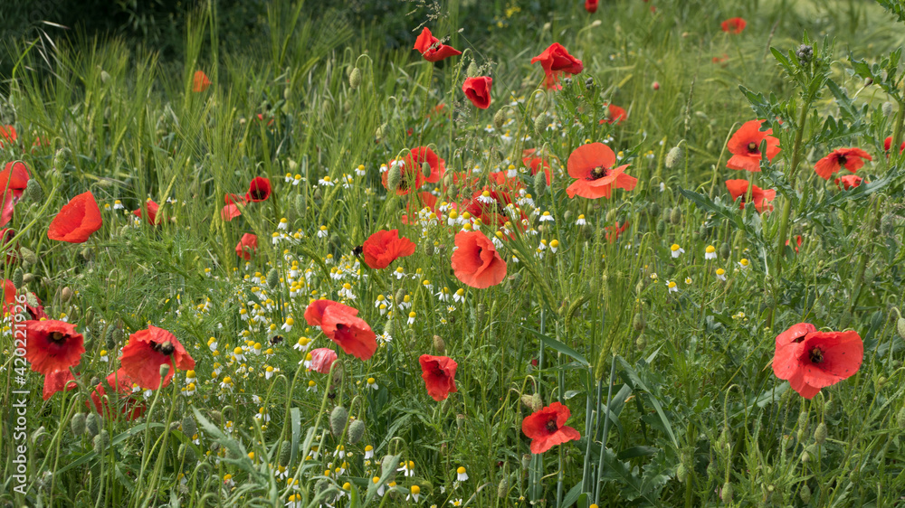Obraz premium Mohnfeld
