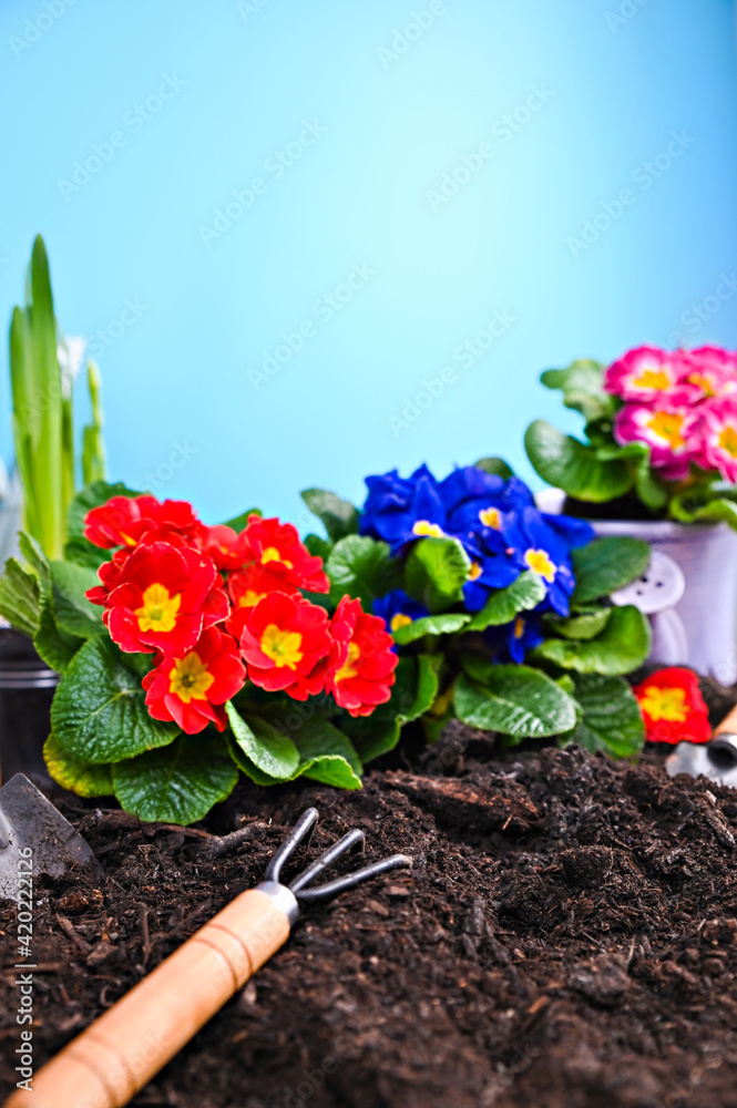 Gardening tools and flowers on the garden terrace. Planting flowers in the spring in the garden. Primrose of different bright colors in the ground. Gardening concept. Primula . Vertical. copy space