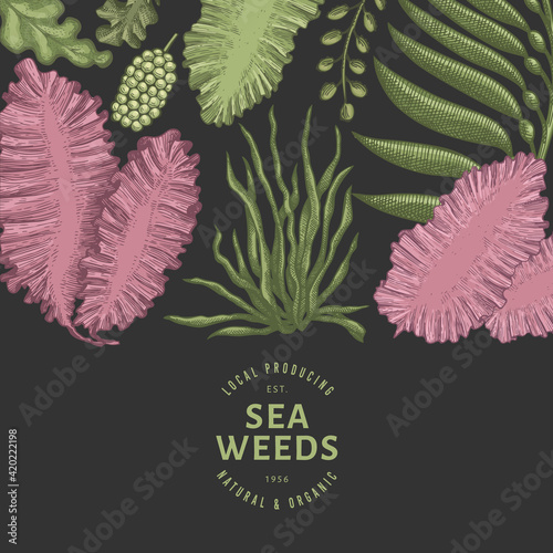 Seaweed color design template. Hand drawn vector seaweeds illustrations on dark background. Engraved style sea food banner. Retro sea plants background
