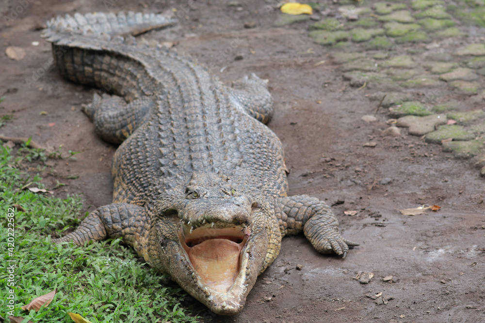 Fototapeta premium Scary huge crocodile with mouth open
