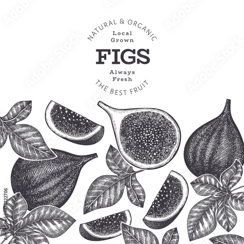 Hand drawn fig fruits design template. Organic fresh food vector illustration. Retro fig fruit banner.