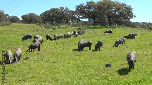 Iberian pigs grazing in the Huelva countryside. Pigs in the pasture with holm oaks in Andalusia, Spain