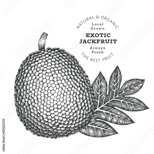 Hand drawn sketch style jackfruit. Organic fresh food vector illustration isolated on white background. Retro exotic fruit illustration. Engraved botanical style breadfruit. photo