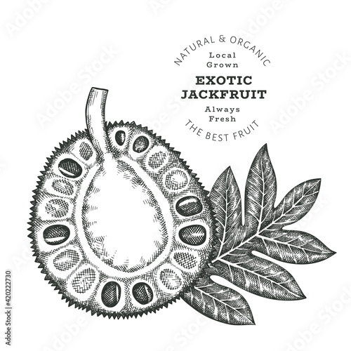 Hand drawn sketch style jackfruit. Organic fresh food vector illustration isolated on white background. Retro exotic fruit illustration. Engraved botanical style breadfruit.