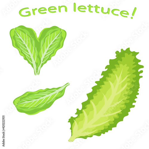 Fresh lettuce close-up. Green lettuce leaf. Vector illustration of green vegetables leaves.