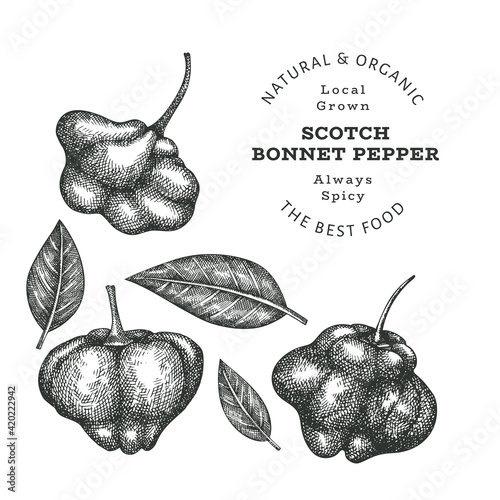 Hand drawn sketch style scotch bonnet pepper. Organic fresh food vector illustration isolated on white background. Retro plant illustration. Engraved botanical style cayenne pepper.