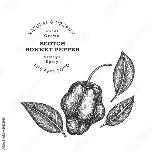 Hand drawn sketch style scotch bonnet pepper. Organic fresh food vector illustration isolated on white background. Retro plant illustration. Engraved botanical style cayenne pepper.
