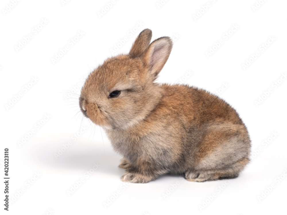 Fototapeta premium Brown adorable baby rabbit on white background