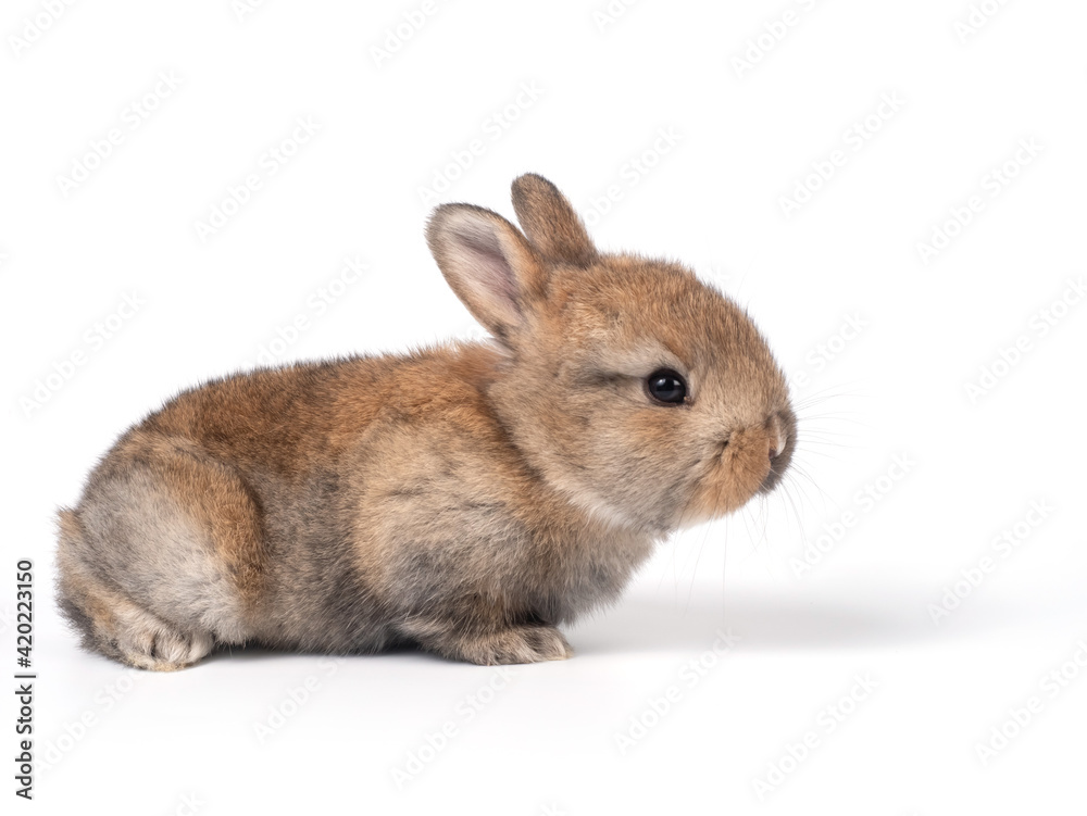 Brown adorable baby rabbit on white background