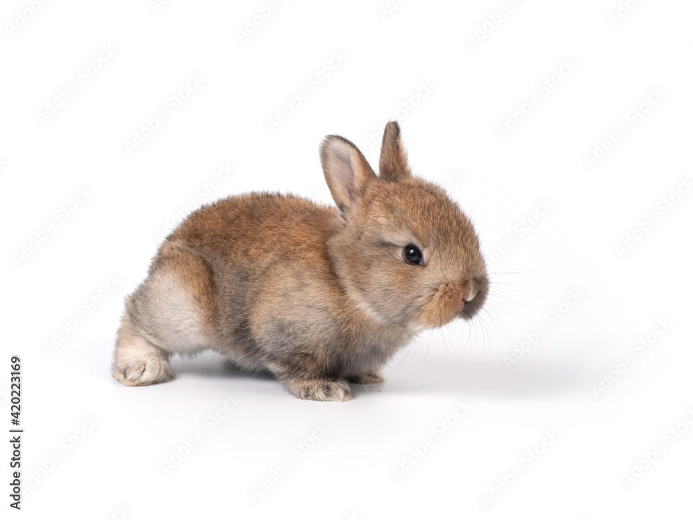 Brown adorable baby rabbit on white background