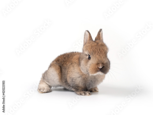 Brown adorable baby rabbit on white background