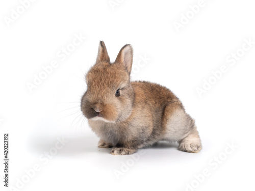 Brown adorable baby rabbit on white background