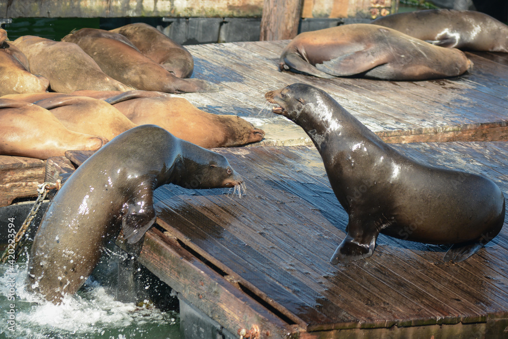 Fototapeta premium island sea lion