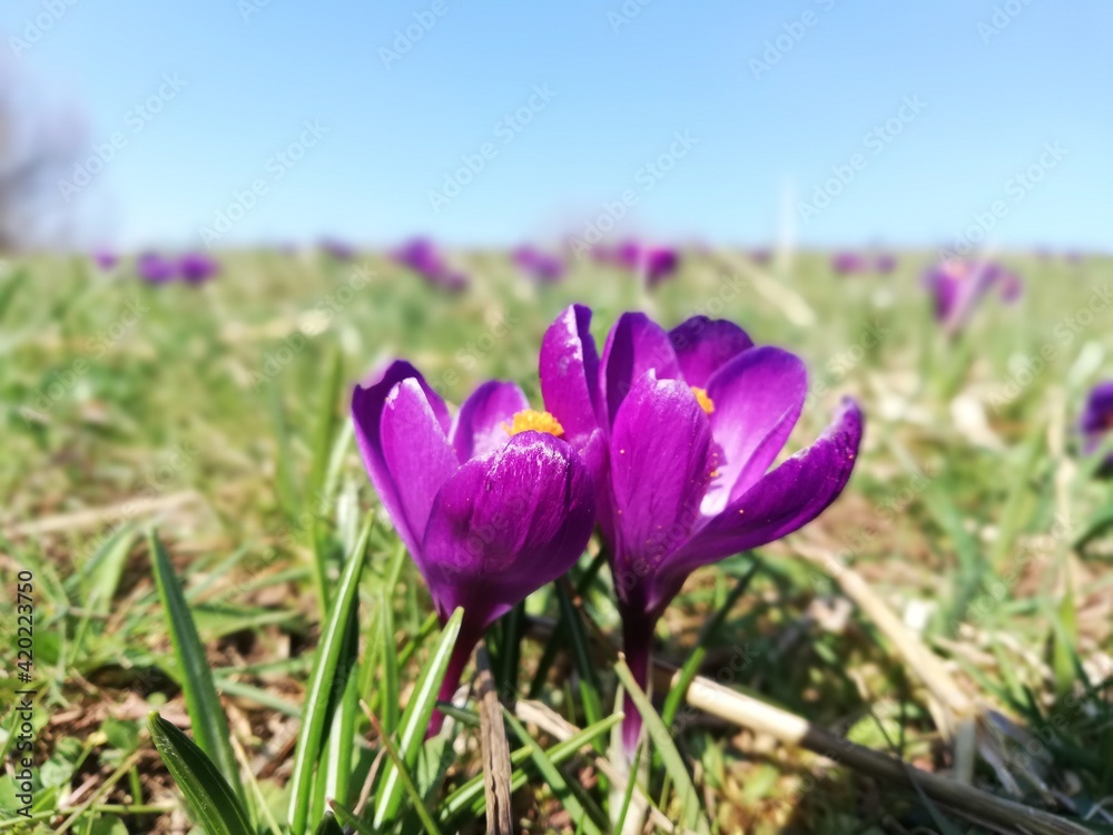 purple crocus beautiful meadow in spring with sunlight purple crocus beautiful meadow in spring with sunlight
