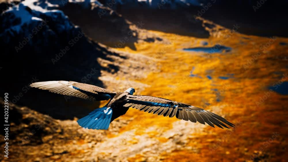 slow motion american bald eagle in flight over alaskan mountains