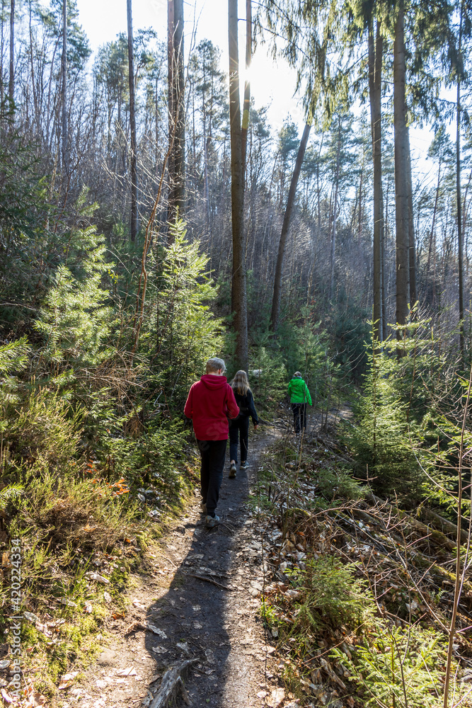 Fototapeta premium Waldwanderung