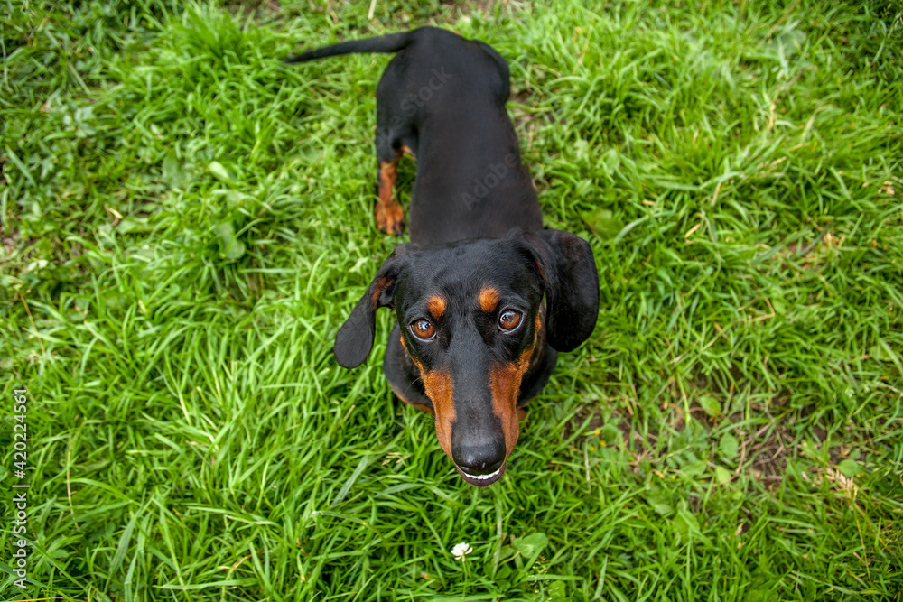 Portrait of a dog.cute dog.Dachshund looks at the camera. Portrait of a dog.cute dog.Dachshund looks at the camera.