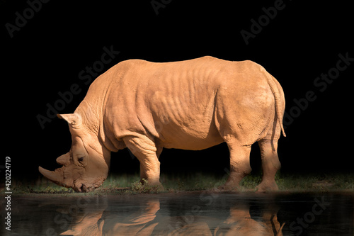 Large rhinocent grazing grass by the lake at night with reflection in the water