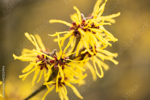 Blüten der Zaubernuss im Frühling