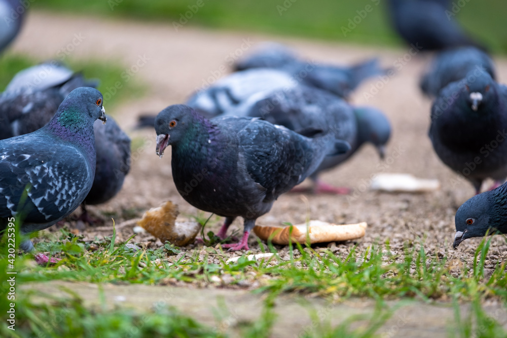 Obraz premium A group of standard blue pidgeons fighting over a piece of bread, being fed by the locals in a public park in London. Trying to survive the cold winter