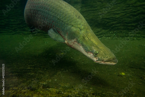 Arapaima gigas fish under water