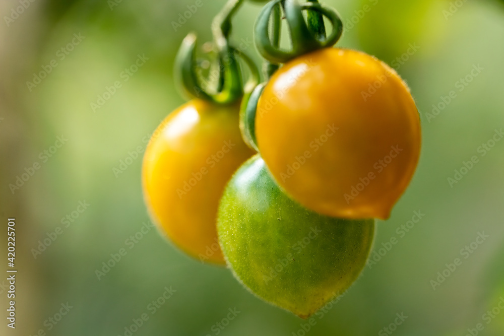 fresh colorful small cherry tomato