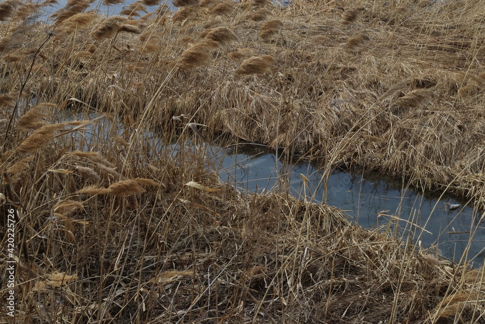 Fototapeta premium a trickle among the reeds