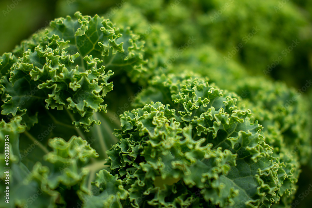 Fresh young green kale (curly kale) leaves in the garden. Macro photo of the ornamental kale, cabbage, lettuce leaf in the spring or summer
Fresh young green kale (curly kale) leaves in the garden. Macro photo of the ornamental kale, cabbage, lettuce leaf in the spring or summer