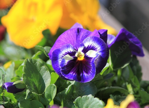 Colorful Pansies in the garden in spring