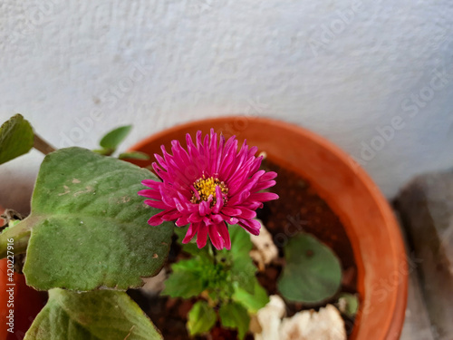 High angle view of a purple Brazilian button or Centratherum Punctatum flower in a pot photo