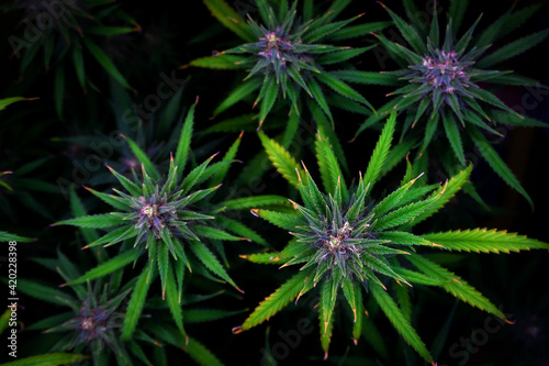 ripe hemp buds with green leaves and purple tops on a black background