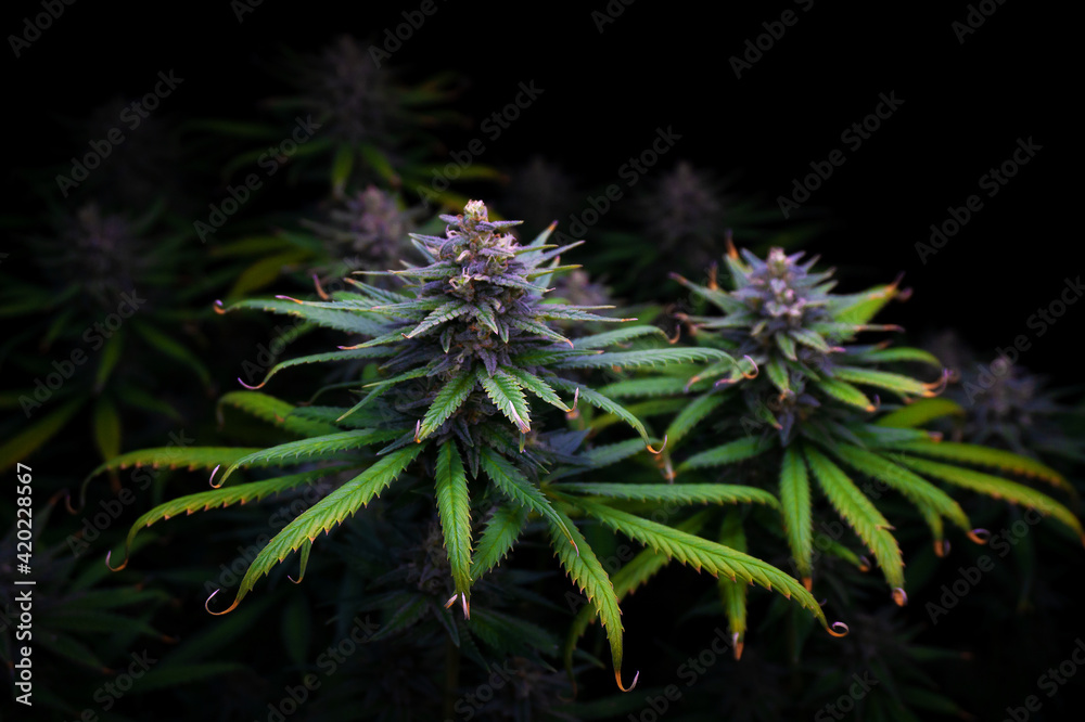 ripe hemp buds with green leaves and purple tops on a black background ripe hemp buds with green leaves and purple tops on a black background