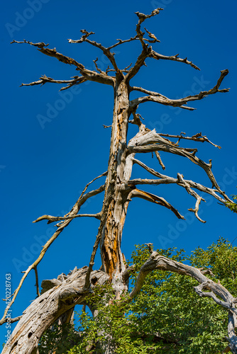 Old tree on Tara mountain i...